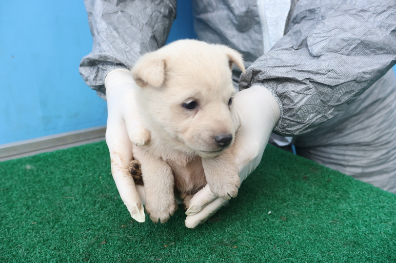 제주 동물보호센터_450650202500061